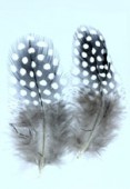 Plume de pintade naturelle 5 à 10 cm x2