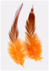 Les plumes