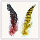 Plumes