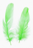 Plume de queue de coq green 10/15 cm x2